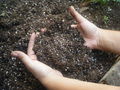 800px-HandsInSoil.jpg