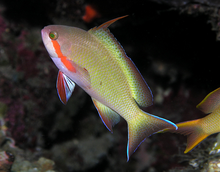 File:Threadfin anthias male.jpg