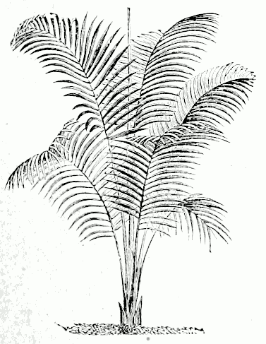 File:Rhopalostylis baueri.png