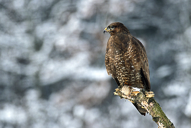 File:Buteo buteo 2 (Marek Szczepanek).jpg