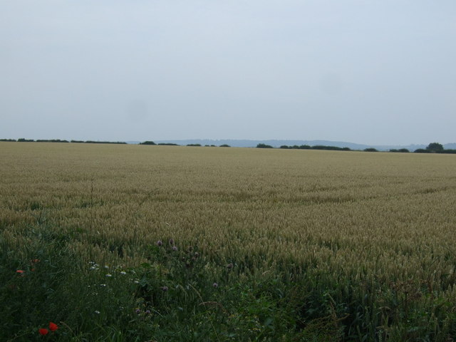 File:Crop field, Boundary Farm - geograph.org.uk - 3575203.jpg