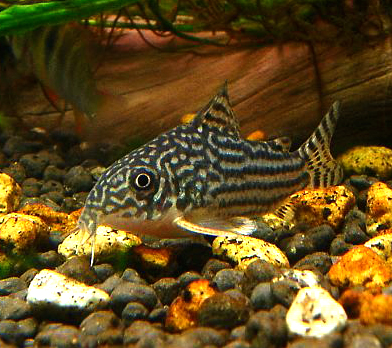 File:55067369.Corydorassterbai.jpeg