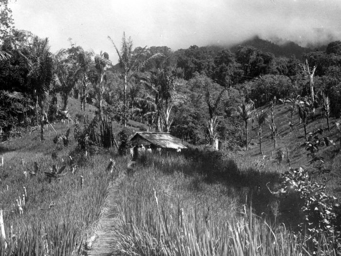 File:COLLECTIE TROPENMUSEUM 'Zuid helling van de G. Manimporok op voorgrond rijstladangs met arengpalm Minahasa' TMnr 10011073.jpg