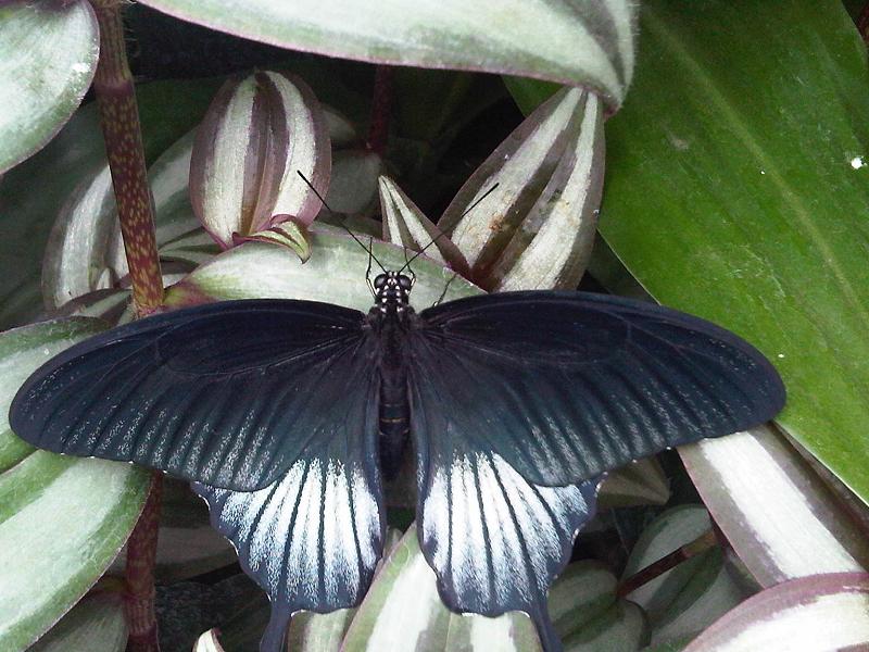 File:Papilio memnon memnon - 1.jpg