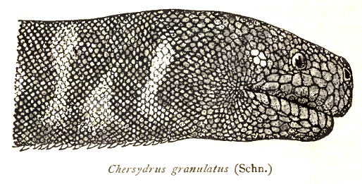 File:ChersydrusGranulatusRooij.jpg