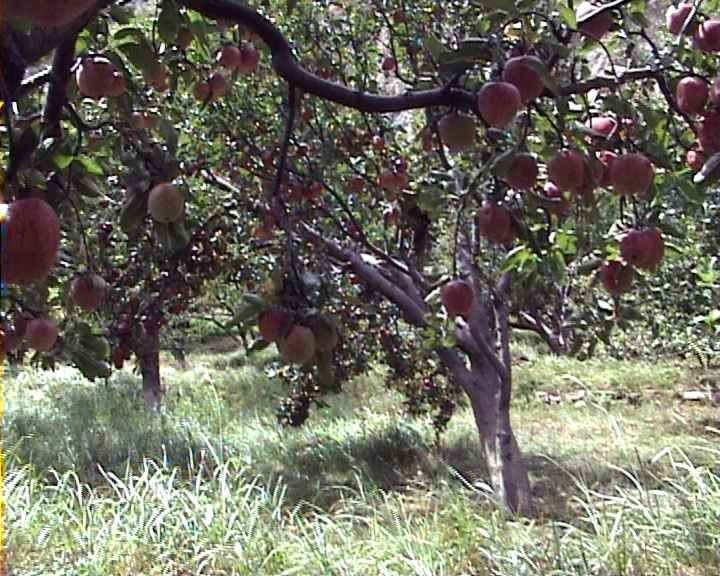 File:Apple cultivation in Nepal.jpg