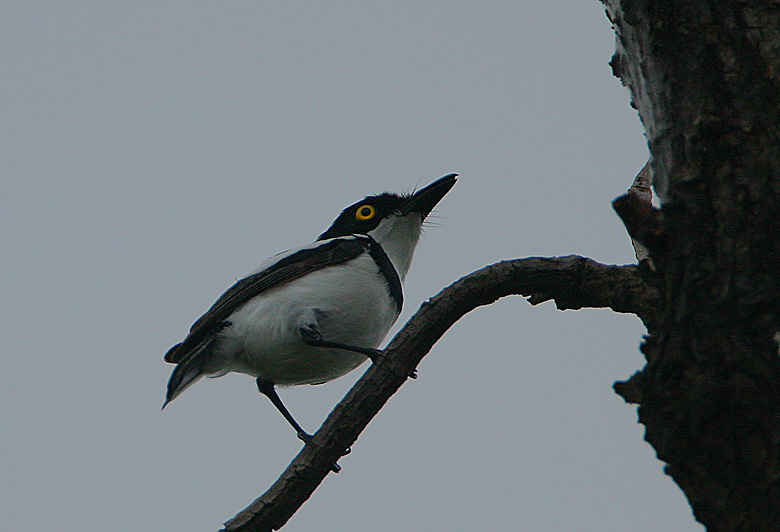 File:Flickr - Rainbirder - Senegal Batis (Batis senegalensis) (2).jpg