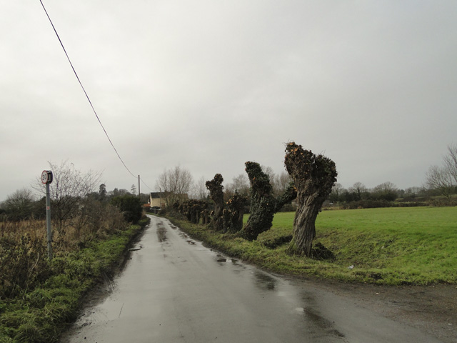 File:Pollarded willow trees on King's Dam, Gillingham - geograph.org.uk - 2216149.jpg