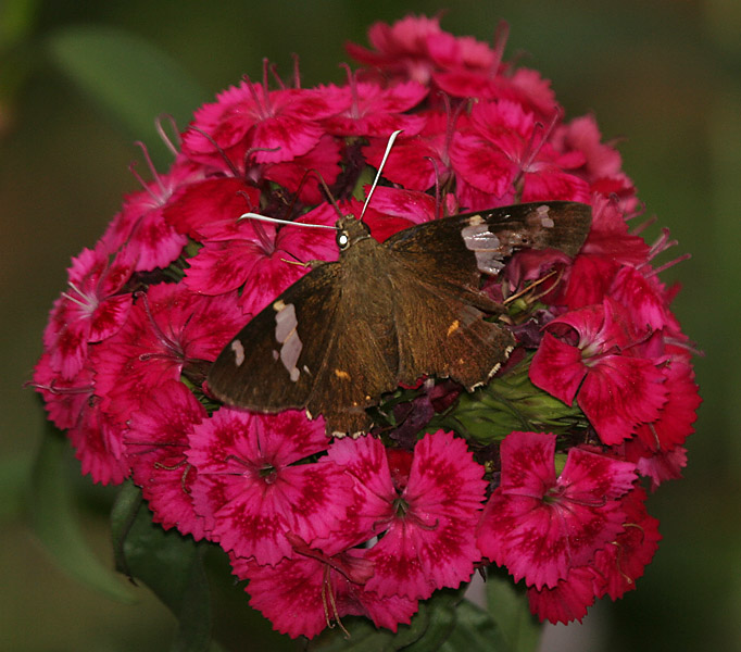 File:Common Spotted Flat (Celaenorrhinus leucocera) at Samsing, Duars, West Bengal W IMG 5926.jpg