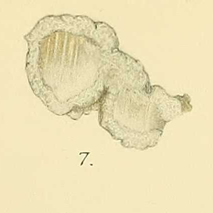 File:Iridia diaphana plate 7.png