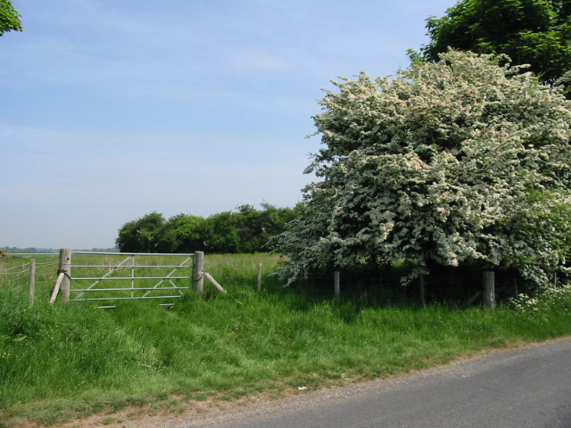 File:Crataegus monogyna at Swanton Lane - geograph.org.uk - 816824.jpg