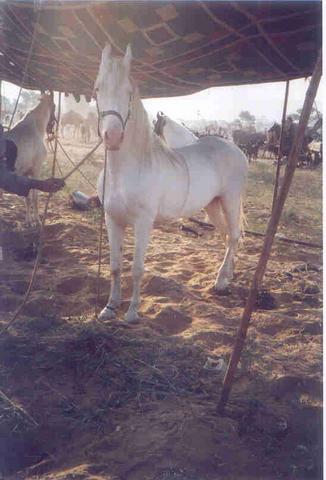 File:Marwari albino horse-pushkar fair-.jpg