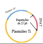 Plasmideo Ti.png