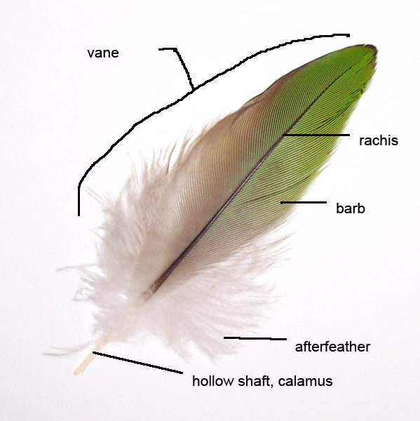 File:Parts of feather.jpg