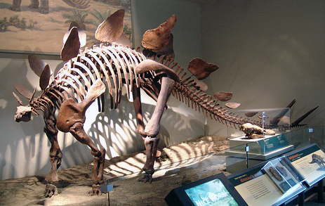 File:Stegosaurus at the Field Museum.jpg