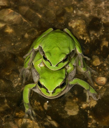 File:Hyla savignyi04.jpg