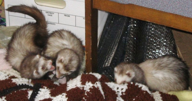 File:Ferrets at play.jpg