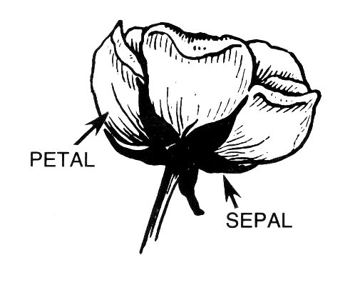 File:Calyx2 (PSF).jpg