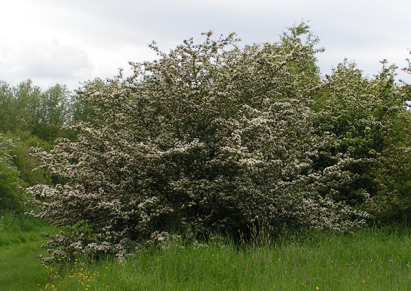 File:Crataegus monogyna - Common hawthorn.jpg