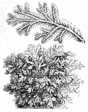 File:Selaginella martensii.png