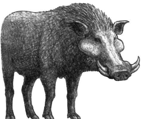 File:Kolpochoerus limnetes 3.jpg