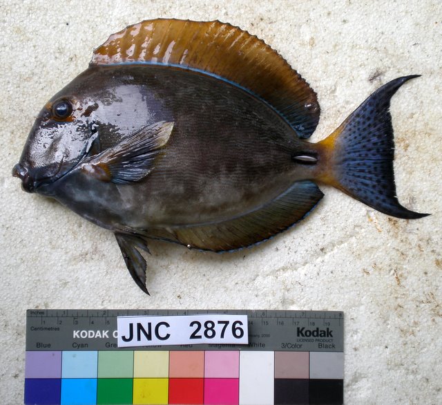 File:Acanthurus dussumieri New Caledonia.jpg