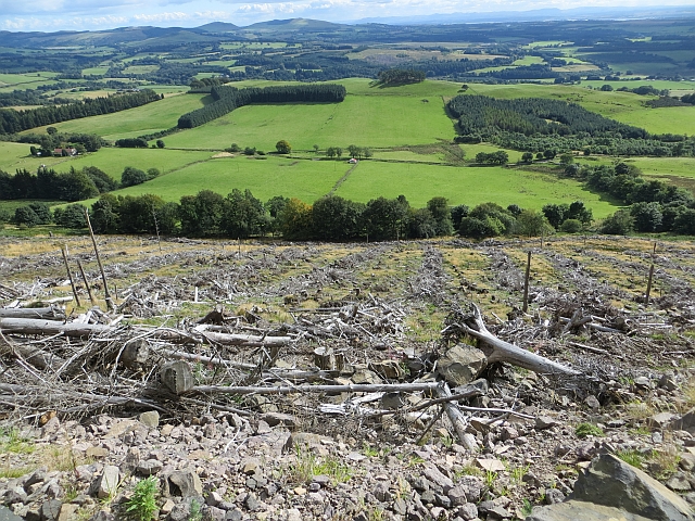 File:Clear felled block, Hillfoot Hill - geograph.org.uk - 3661486.jpg