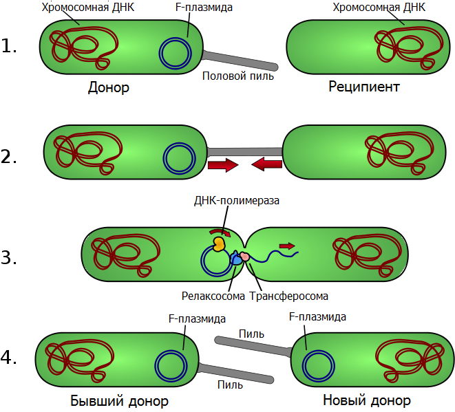 File:Conjugation ru.png