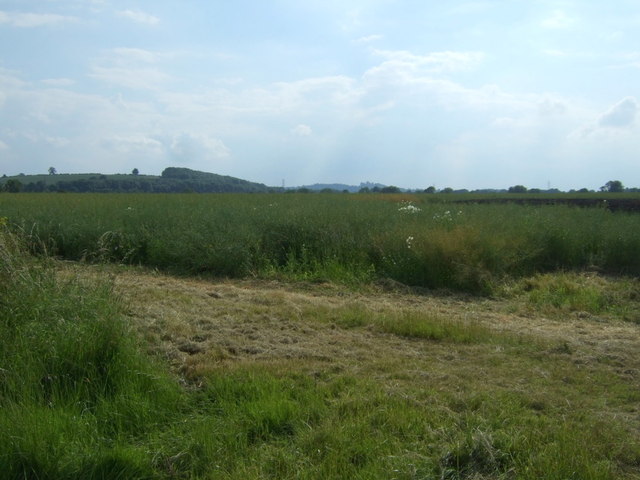 File:Oilseed rape crop, West Carthorpe - geograph.org.uk - 4041090.jpg