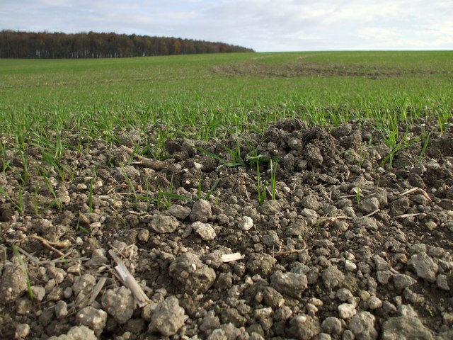 File:Arable Field - geograph.org.uk - 1562249.jpg