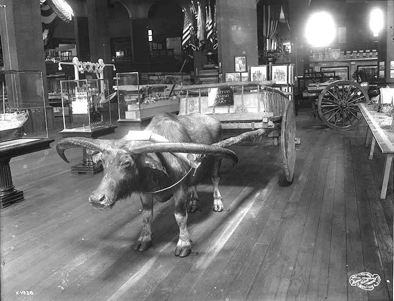 File:Philippine carabao and cart on display in the United States Government Building, Alaska Yukon Pacific Exposition, Seattle, 1909 (AYP 556).jpg