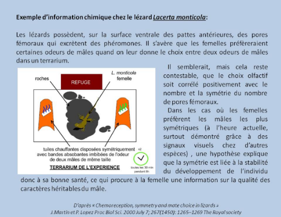 File:Ex lezard lacerta monticola.png