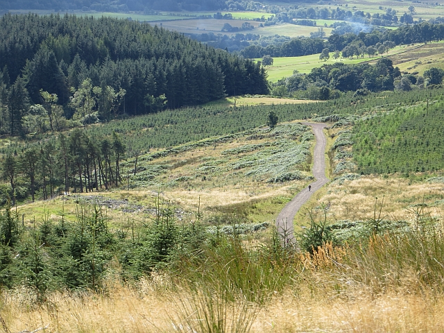 File:Logging road, Hillfoot Hill - geograph.org.uk - 3652568.jpg