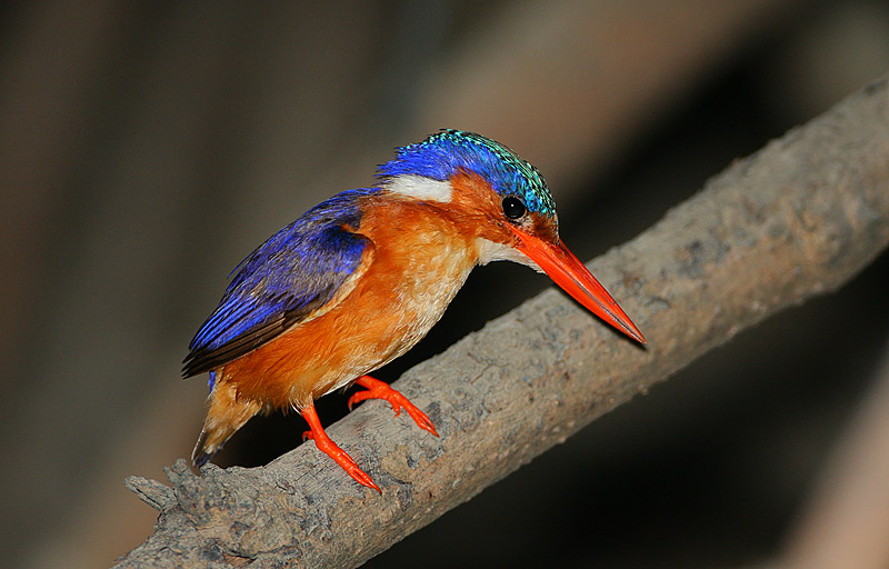 File:Flickr - Rainbirder - Malachite Kingfisher (Alcedo cristata).jpg