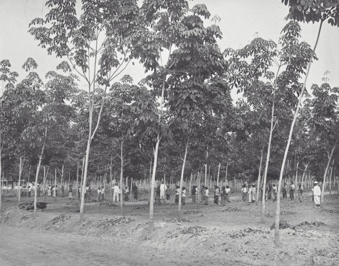 File:COLLECTIE TROPENMUSEUM Arbeidsters tussen de rubberbomen op de onderneming Batang Serangan TMnr 60039650.jpg