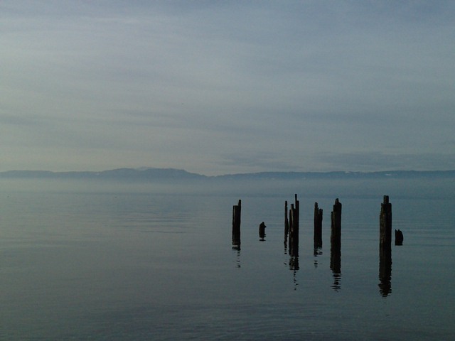 File:Lac Léman 31 décembre 2013 16h photo d'Arapaima.jpeg