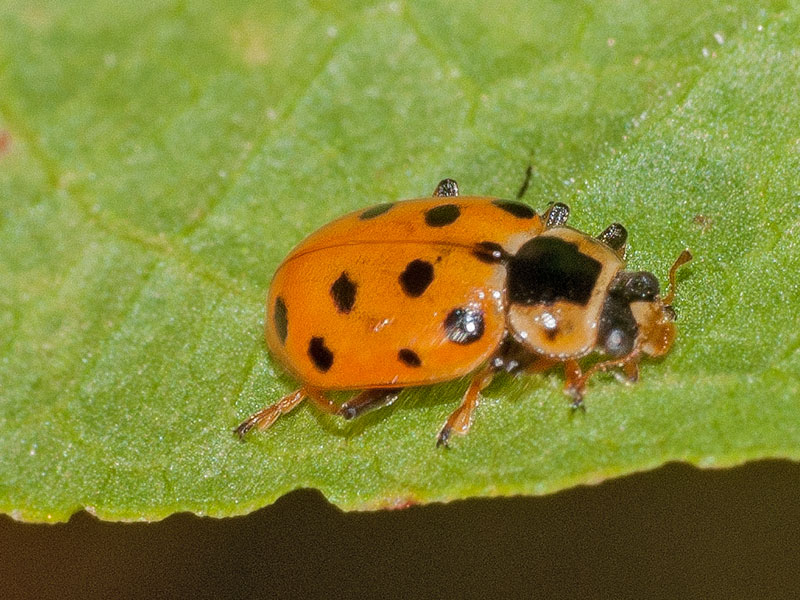 File:Hippodamia tredecimpunctata UD9.jpg