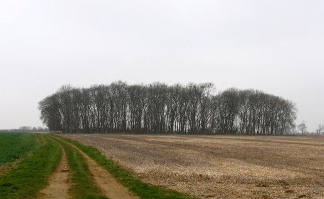 File:Track and woods - geograph.org.uk - 391036.jpg