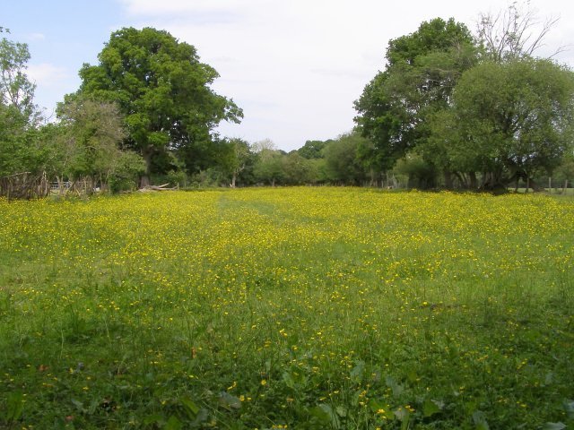 File:Enclosed field next to Penn Common, New Forest - geograph.org.uk - 441175.jpg