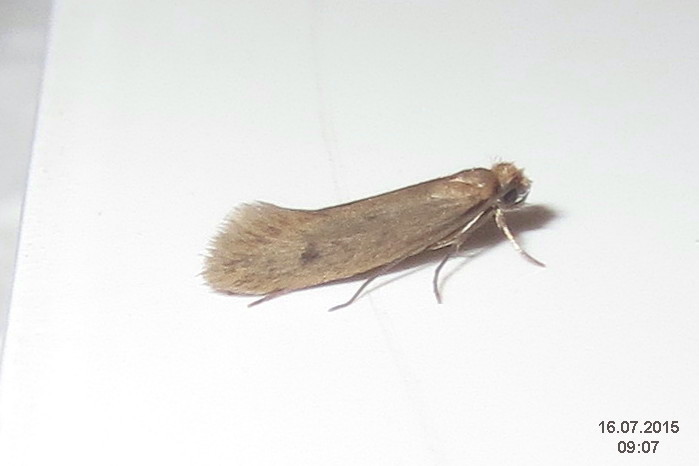 File:Tinea pellionella (st) (23540715664).jpg