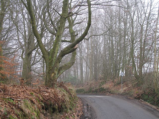 File:Sheardale Woods - geograph.org.uk - 685818.jpg