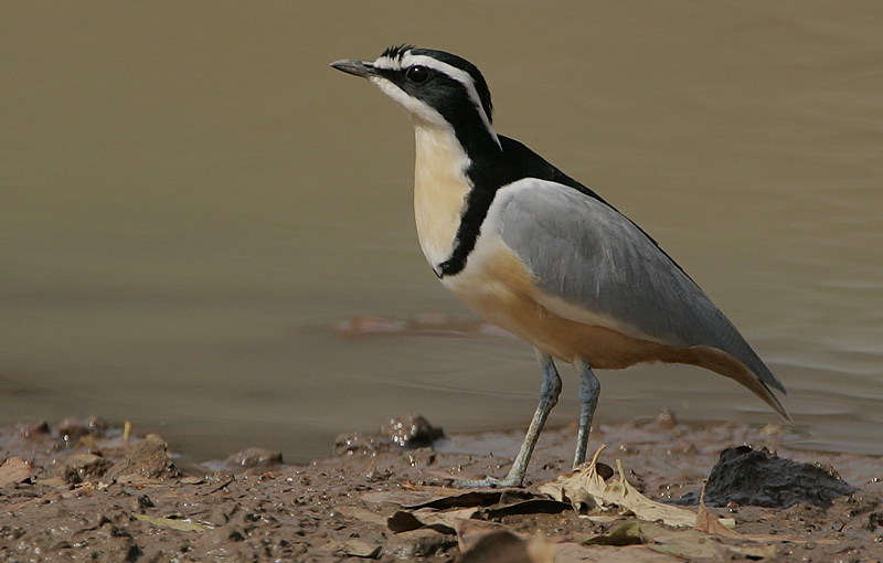 File:Flickr - Rainbirder - Egyptian Plover (Pluvianus aegyptius).jpg