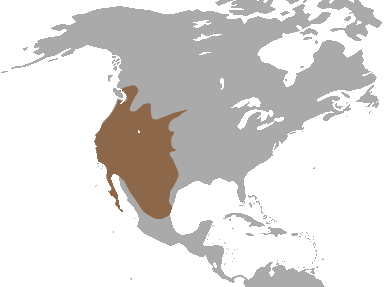 File:Western Spotted Skunk range.png