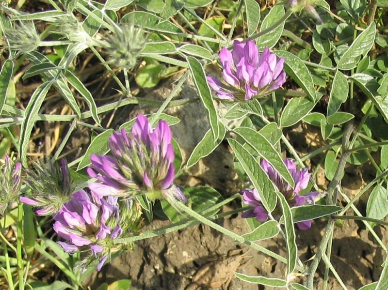 File:Bituminaria bituminosa flower.jpg