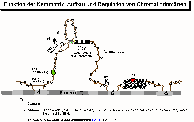 File:Kernmatrix.png