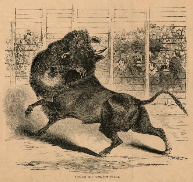 File:Bull and Bear Fight New Orleans 1853.jpg