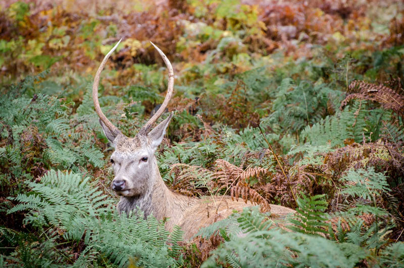 File:Deer DSC 9786 (8109132612).jpg