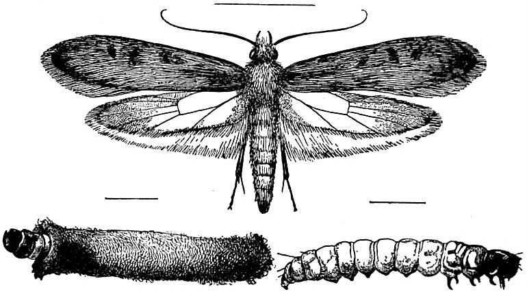 File:EB1911 Lepidoptera - Clothes Moth.jpg