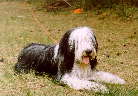 File:Malebeardedcollie.jpg