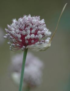 마늘(Allium sativum)